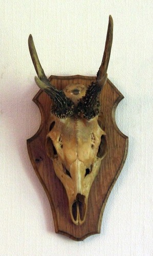 Alte trophäe geweih gehörn - trophäe,