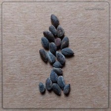 Samen pinus halepensis - x,
