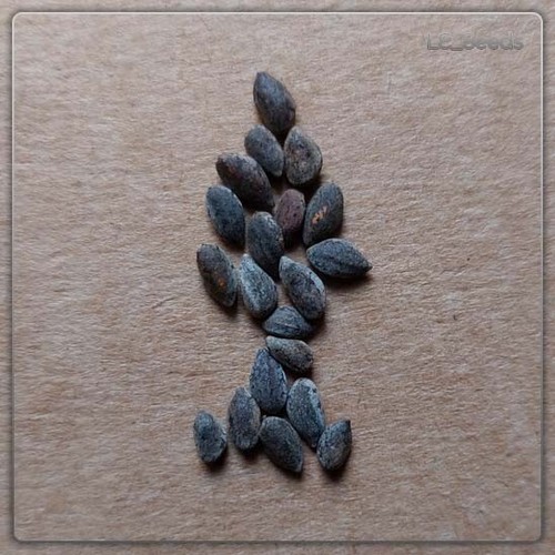 Samen pinus halepensis - 20, x