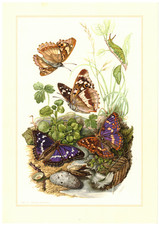 Großer Schillerfalter  Schmetterling Insekten Farbdruck 1956