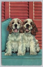 Zwei Cocker Spaniel Welpen