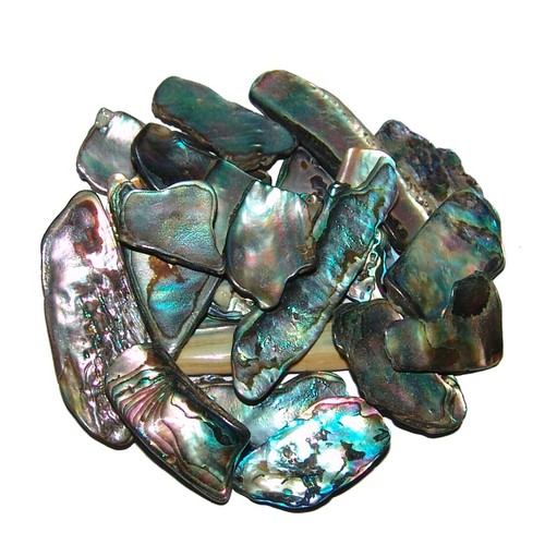 Paua shell muschel gramm - paua,