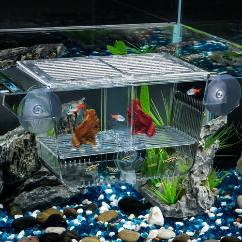 Fischbrutkasten aquarium - fischbrutkasten,