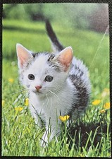Katzenpostkarte, AK Katzen, Katzenpostkarten Katze 
