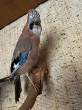 Eichelhäher, ausgestopftes Tier, Vogel, Tierpräparat, Präparat, Wildtier