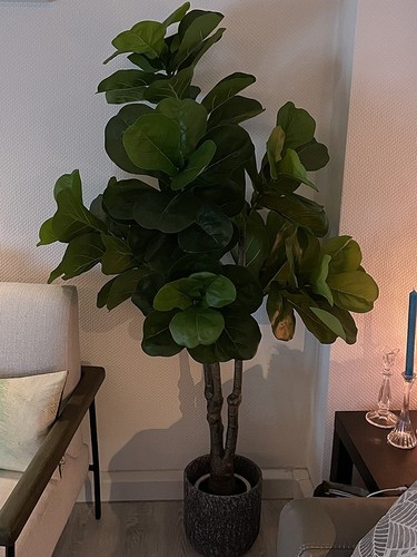 Geigenfeige ficus lyrata - geigenfeige,