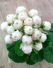 Pelargonie MiOl Cherchez la