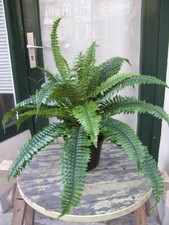 Farn Top Qualität mit