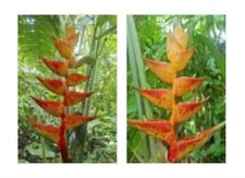 10x Heliconia champneiana