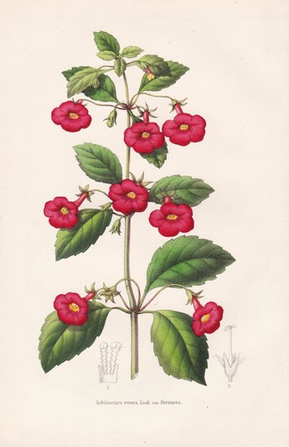 Achimenes rosea south america - achimenes,