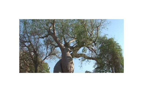 Adansonia afrikanischer - 3x, za