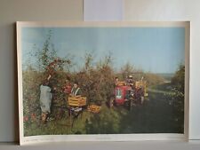 Apfel Apfelernte Massey Ferguson 35? Traktor Oldtimer 92x64 1970 Wandbild Poster