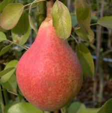 Birne Clapps Liebling –