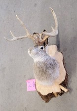 New Jackalope