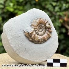 Oistoceras Ammonit Fossil |
