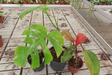 Philodendron rettungs aktion - philodendron, rettungs-aktion