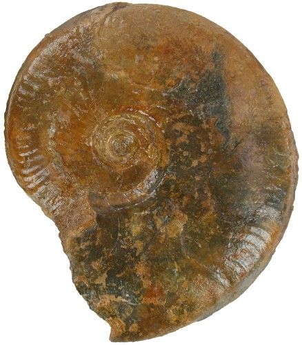 Dogger brasilia decipiformis - ,