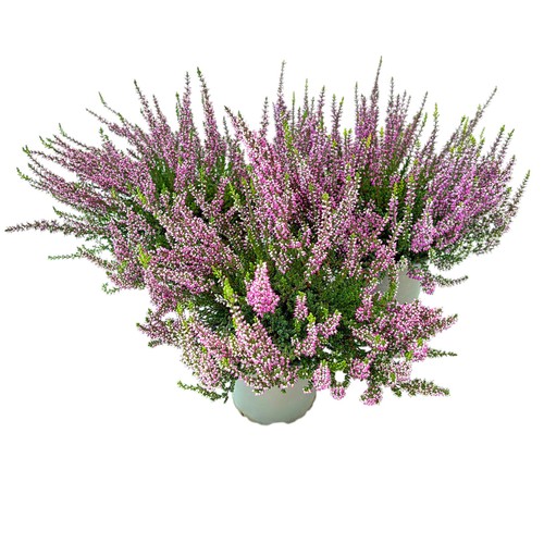 Calluna vulgaris gardengirls - vulgaris, gardengirls®