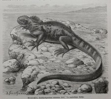 Meerechse  Amblyrhynchus cristatus   Holzstich 1912 Leguan  Reptilien 