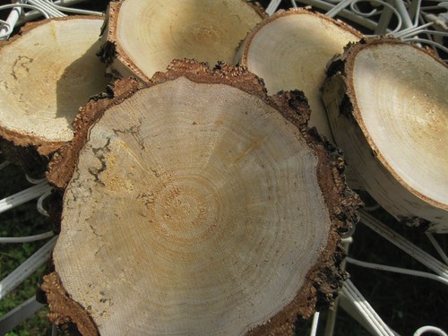 Holzscheiben birke gestockt - holzscheiben,