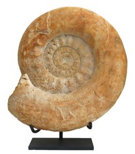 Dogger Schaustück  Großer