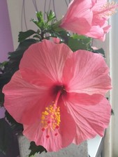 2 Hibiskus Rosa-Sinensis