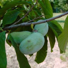 Paw Paw Sorte Prima 1216 selbstfruchtbar Indianerbanane Asimina triloba 30-60 cm
