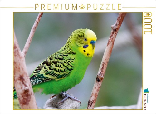 Calvendo puzzle wellensittich - puzzle,
