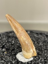 Plesiosaurus Zahn/ Marokko /