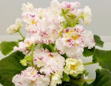 Usambaraveilchen African