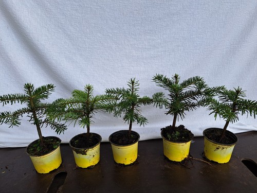 Abies nordmanniana stück - abies, 50