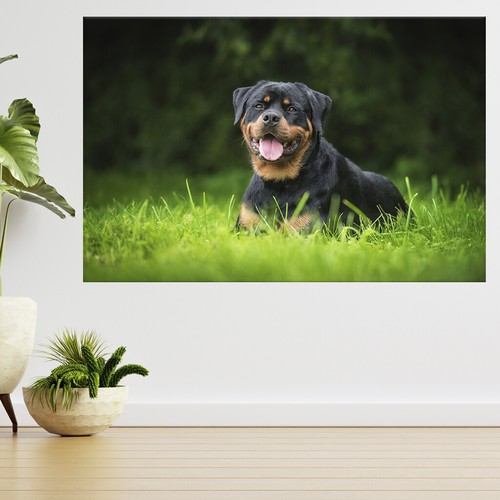 Rottweiler hund liegend - hund, auf