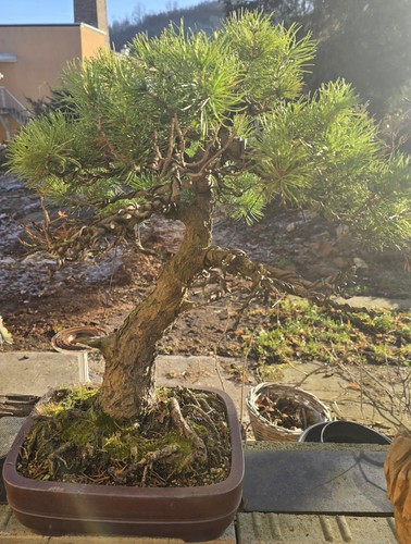 Bonsai mädchenkiefer pinus - mÄdchenkiefer,
