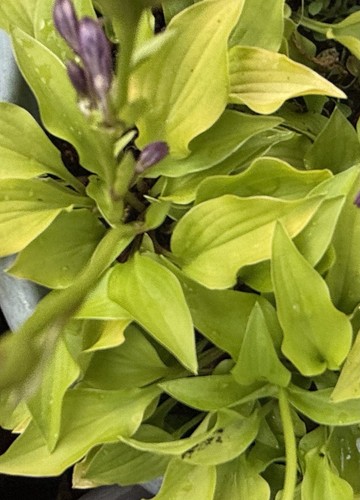 Hosta lemon lime - 'lemon,