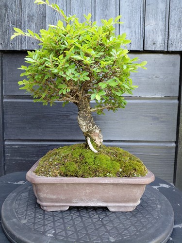 Bonsai japanische ulme - bonsai,,