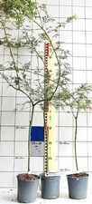 Acer palm. diss. "Emerald Lace"  -  Japanahorn, sehr filigrane und gracile Sorte