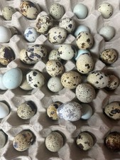 Wachteleier Bruteier