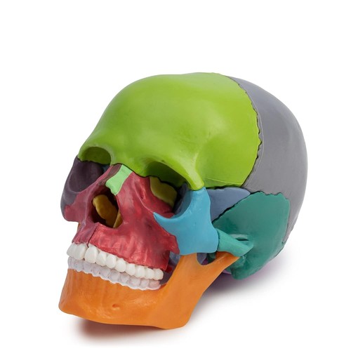 Osteopathie anatomie schädel - anatomie,
