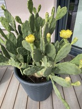 Feigenkaktus Gelb Ableger