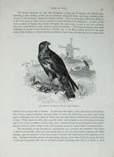 Original alter antiker Druck