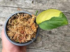 Scindapsus Pictus Jade Satin Variegata Ableger