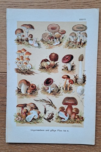 Giftige pilze original - giftige,