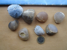 fossile Wasserwaage,  Seeigel