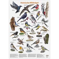 Großes Vogel Poster in Matt Wandbild Heimische Wildvögel Wand Deko Natur Thema