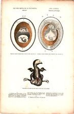Antike Handkolorierte Lithographie Grafik 19 Jh. Zoologie Vögel