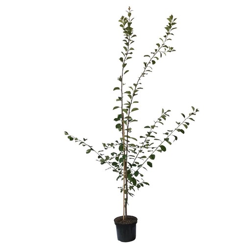 Königin viktoria pflaumenbaum - königin,