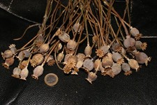 Mohnkapseln leer getrocknet