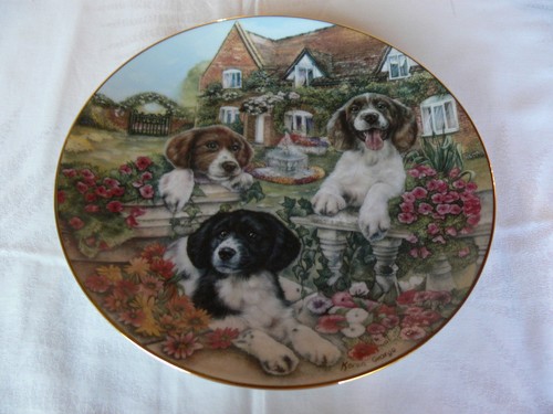 Sammelteller cottage puppies - sammelteller,