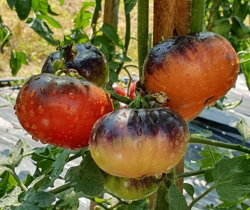 Tomatensamen usa - samen);, usa-