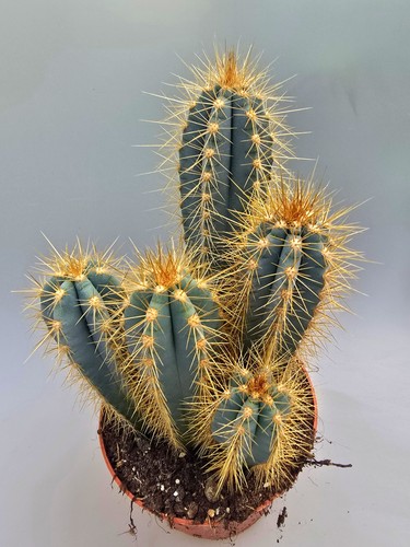 Sehr schöner pilosocereus - schöner,